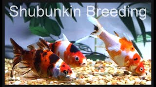 AAA Show Quality Shubunkin Goldfish breeding [upl. by Angelle]