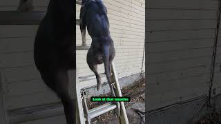 New woofing inspector roofing dog ladderdog [upl. by Ileak]