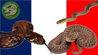 Tous les serpents de France [upl. by Eneliak]