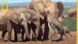 Impactante vídeo de Bebé ELEFANTE sacudido por un adulto  National Geographic en Español [upl. by Ree]