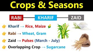 Crops amp Seasons In India  Rabi Kharif Zaid Crops  UPSC SSC CGL CHSL Bank amp Railway Indologus [upl. by Suoivatnod]