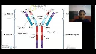 Structure Of Immunoglobulin [upl. by Eniamert637]