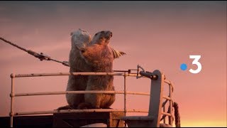 France 3 Marmots Idents 2018 HD [upl. by Delbert69]