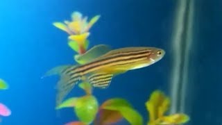 Zebra danio  how to care how to tell its gender tank mates feeding and breeding zebra danio [upl. by Nifled]