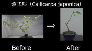 【ミニ盆栽：mini bonsai】紫式部42018年） 剪定 【Callicarpa japonica‐4】How to miniBonsai [upl. by Blondy]