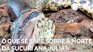 O que se sabe sobre a morte da sucuri Ana Julia [upl. by Aynodal]