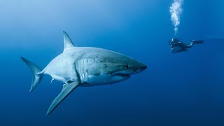 The Great White Shark of Guadalupe Island  Nat Geo Wild Documentary 2020 HD 1080p [upl. by Fletch]