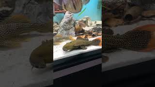 pleco L600 de 23 cm music love trending comedyshorts comedyvideos shortvideos fishing [upl. by Queri571]