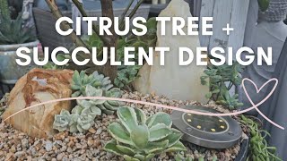 Amazing Citrus amp Succulent Planter Display [upl. by Cagle821]