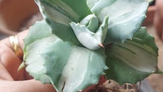 planting agave succulent in a potagave agaveplant succulent cactsuadenium plants shortsviral [upl. by Eatnod518]