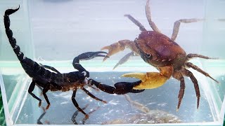 Crab vs Scorpion Underwater  Caranguejo vs Escorpião [upl. by Huesman939]