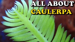 CAULERPA Macroalgae in your REEF TANK  An introduction to Caulerpa [upl. by Saidee]