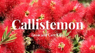 Callistemon Grow and Care Tips [upl. by Pihc]