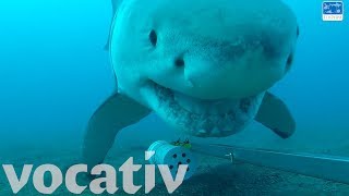 Curious Great White Shark Plays With Underwater Camera [upl. by Buiron]