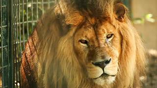 La Palmyre le zoo le plus visité de France [upl. by Landbert596]