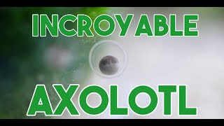 Lincroyable axolotl [upl. by Aivekahs]