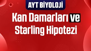 21 Kan Damarları  Starling Hipotezi  Kan Grupları [upl. by Ecnerwaled]