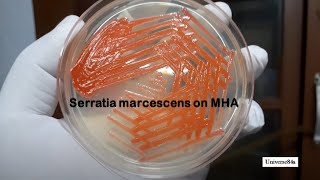 Serratia marcescens growth on MullerHinton agar with pigment expression Demonstration [upl. by Burkle]