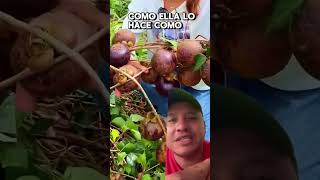 Conocías la fruta del mangostino plantas campo frutas mangostin [upl. by Ingles]