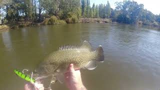 A few fish from the local just a quick video fishing in Albury [upl. by Stu]