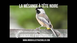 Activité pour enfants quotLa Mésange à tête noirequot [upl. by Ahsiki]