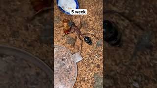 Myrmecia nigriceps weekly update spider  antkeeping bug antsworld insects [upl. by Leontyne]