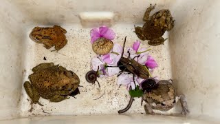 A Biggest Giant Toad Small Red Toad Millipedes Big Bullfrog and Lot of Black Beetles insects [upl. by Ekeiram]