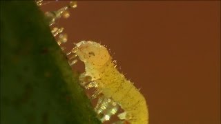 Wild Tobacco Plant Tricks Caterpillars for SelfDefense  Nature on PBS [upl. by Anitnemelc11]