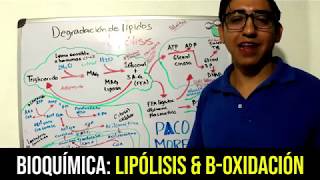 Bioquímica Lipólisis y BetaOxidación [upl. by Hurff]