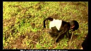 CROW baby baboonmp4 [upl. by Nohsauq]