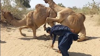 Nomads of the Dunes Camels in Cultural Context Graceful Gaits of Camels Surviving in Harsh Climates [upl. by Notsag]