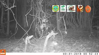 flatheaded cat camera trap [upl. by Soneson]