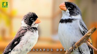 Esquente seu GOLINHA Macho Cantando e Fêmea Chamando [upl. by Salba]