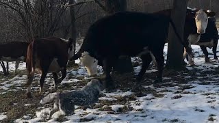 Herding Fun  Australian Cattle Dogs [upl. by Mallissa]