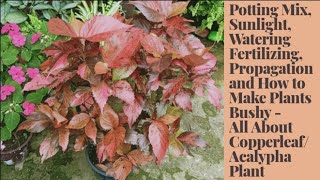 Complete Care of CopperleafAcalypha Wilkesiana Propagation and How to Make Plants Bushy [upl. by Ennovart423]