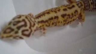 Simple and useful tip on how to save your leopard gecko from impaction [upl. by Knudson]