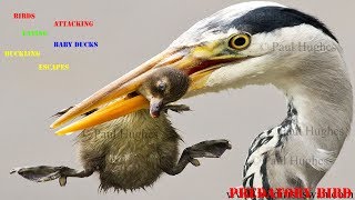 Heron feeding on baby waterbirds in a compilation of images [upl. by Mcgruter]