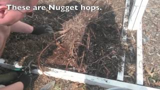 Pruning Hops Rhizomes  The Brew Share [upl. by Attlee]