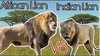 Indian Lion VS African Lion comparison [upl. by Saimerej]