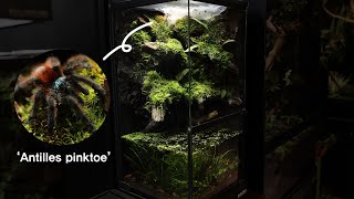 How to make a Treedwelling Tarantula Paludarium  나무 위에 사는 타란툴라 팔루다리움 만들기 [upl. by Ocinemod423]