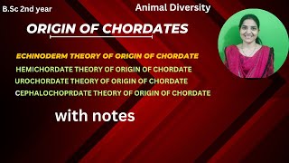 Origin Of ChordatesEchinoderm Hemichordate Urochordate CephalochordateTheory of Origin Chordate [upl. by Robet337]