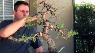 How To Bonsai  Bending large branches with Raffia [upl. by Addiego]