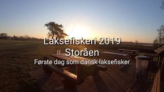 Salmon fishing in Storåen Denmark 2019 [upl. by Yrakaz]