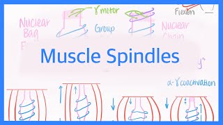 Muscle Spindles Innervations and AlphaGamma Coactivation [upl. by Orling384]