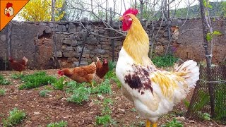 Rooster Crows Non Stop  Rooster Sound Effect  Rooster Crowing in the Morning  Chicken Videos [upl. by Myca]