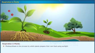 Classification of Plants  ICSE Class 7  Science Online Class  Session 2  Swiflearn [upl. by Zulch586]