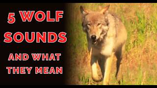 Animal Calls  Wolf Sounds [upl. by Nallaf]