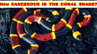 HOW DEADLY IS THE CORAL SNAKE  the most venomous snakes in North America [upl. by Eerihs174]