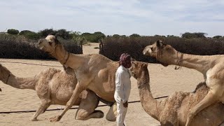 The Graceful Gaits of Camels Surviving in Harsh Climates [upl. by Eikcor]