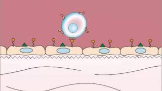 Adhesion in Leukocyte Extravasation [upl. by Atalante138]